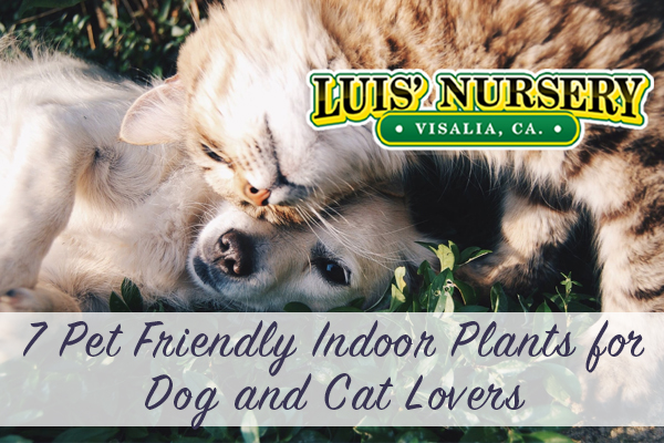 7 Pet Friendly Indoor Plants for Dog and Cat Lovers