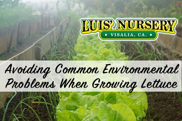 Avoiding Common Environmental Problems When Growing Lettuce