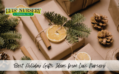 Best Holiday Gifts Ideas from Luis Nursery