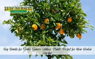 Big Beauty for Small Spaces: Outdoor Plants Perfect for Your Visalia Garden