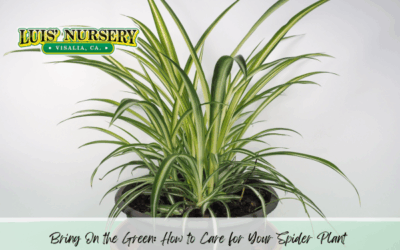 Bring On the Green: How to Care for Your Spider Plant