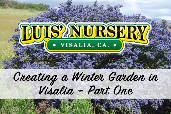 How to Create a Winter Garden in Visalia