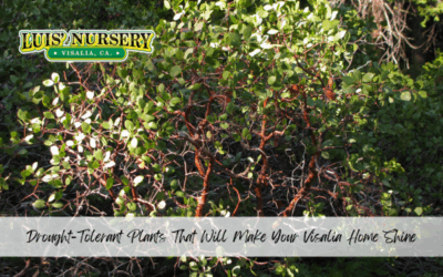 Drought-Tolerant Plants That Will Make Your Visalia Home Shine