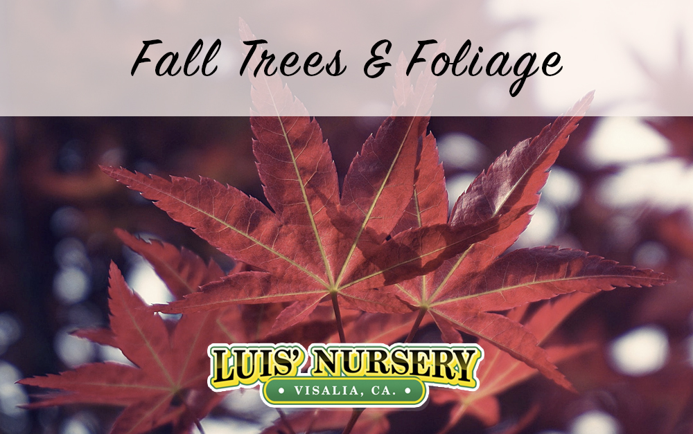 Fall Foliage in California | Luis' Nursery