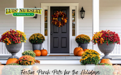 Festive Porch Pots for the Holidays