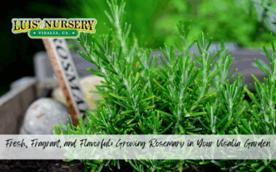 Fresh, Fragrant, and Flavorful: Growing Rosemary in Your Visalia Garden