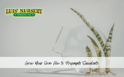 Grow Your Own: How to Propagate Succulents