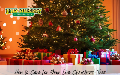 How to Care for Your Live Christmas Tree