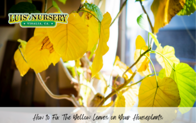 How to Fix The Yellow Leaves on Your Houseplants