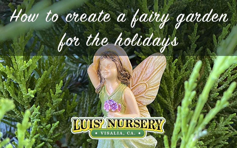 How to create a fairy garden | Luis' Nursery Visalia