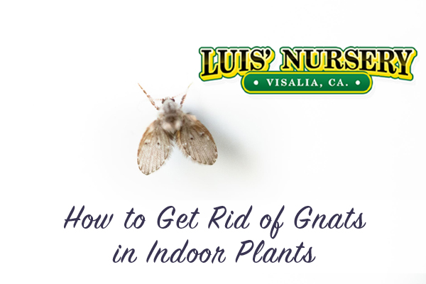 How to get rid of gnats on indoor plants | Luis Nursery Visalia