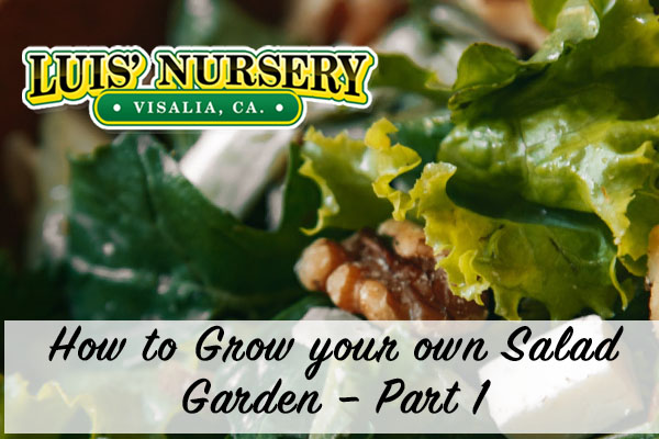 How to grow your own salad garden