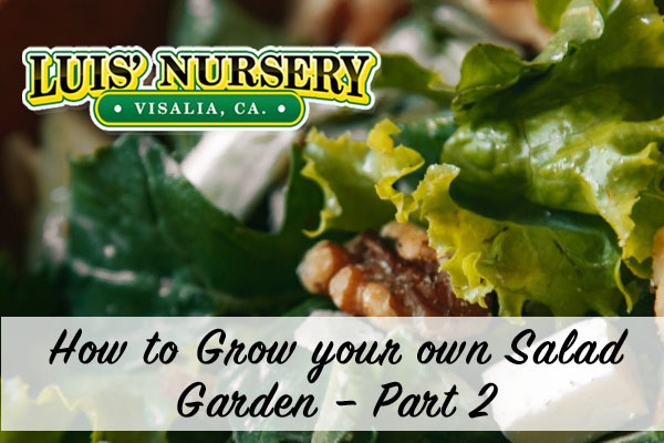 how to grow your own salad garden - part two