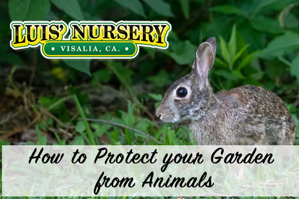Protect your Garden From Animals