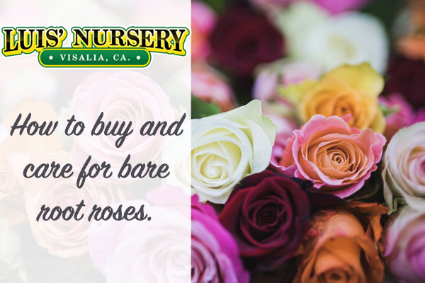 How to buy and care for bare root roses by Luis' Nursery