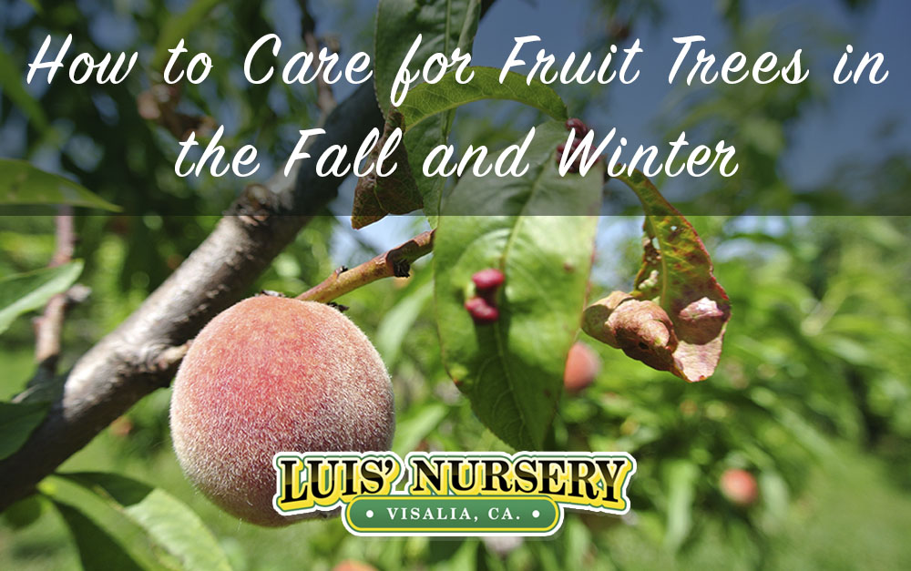 How to Care for Your Fruit Trees