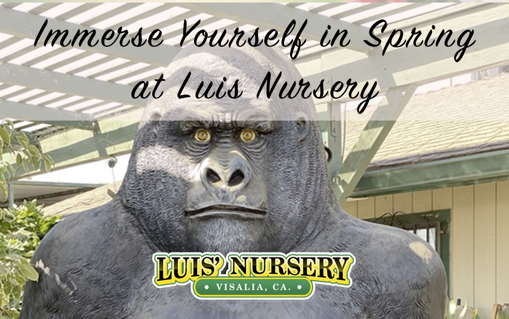 Visit Luis Nursery