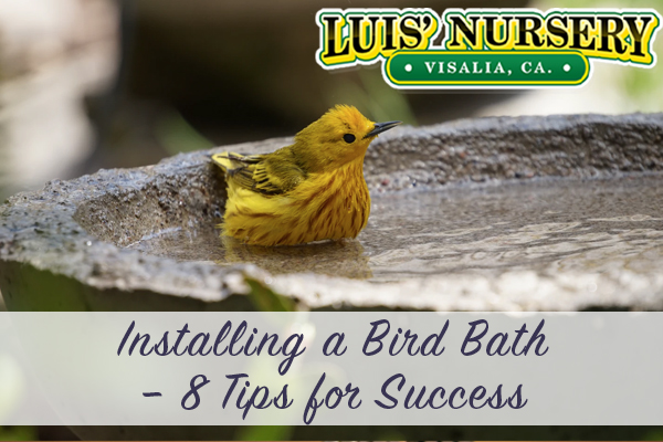 Installing Bird Baths