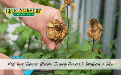 Keep Your Summer Blooms Thriving: Flowers to Deadhead in July