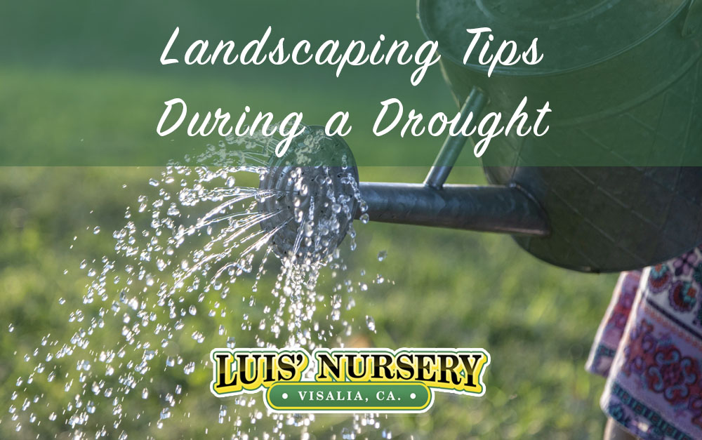 Landscaping during a drought