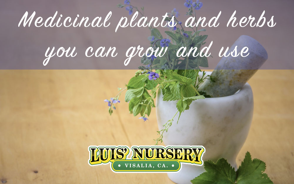 medicinal plants and medicinal herbs you can grow | Luis' Nursery Visalia