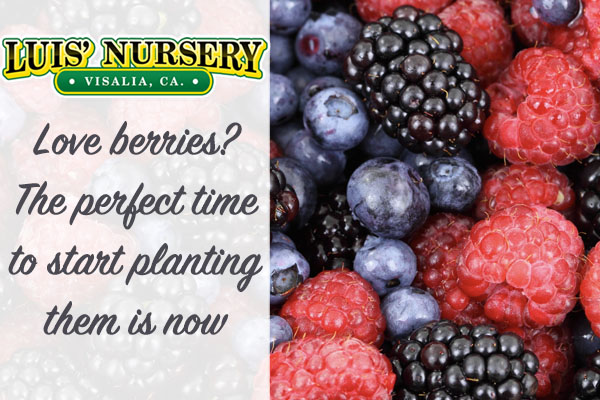 When is best time for planting berries | Luis' Nursery Visalia