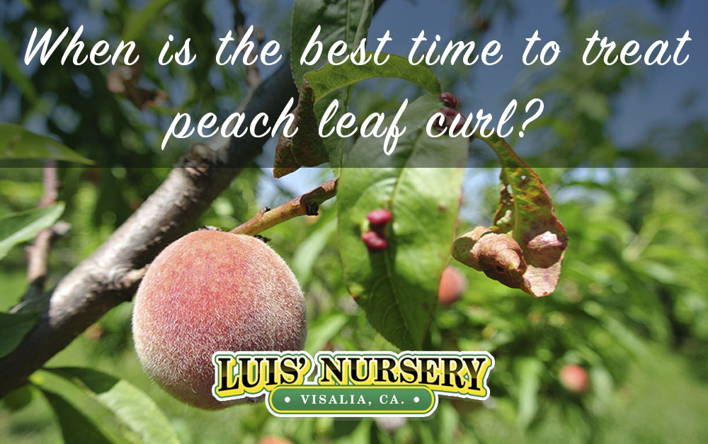 Peach curly leaf deals treatment