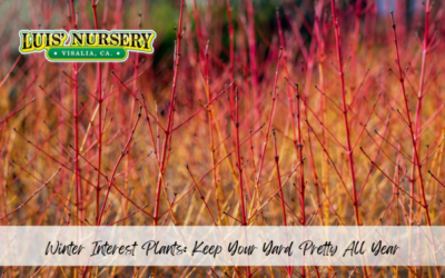 Winter Interest Plants: Keep Your Yard Pretty All Year