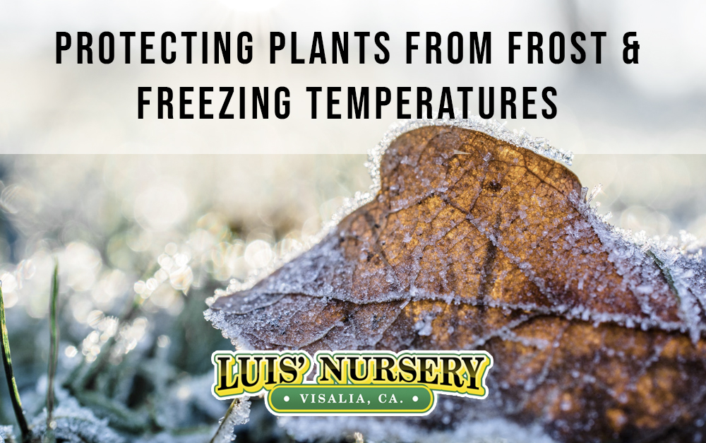 Three simple ways to protect plants from frost & freezing temperatures