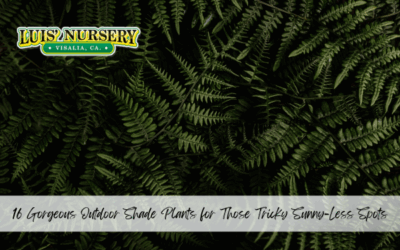 16 Gorgeous Outdoor Shade Plants for Those Tricky Sunny-Less Spots