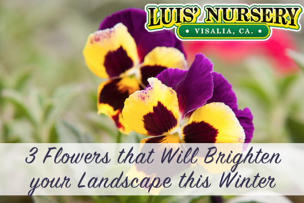 Flowers to brighten your landscape
