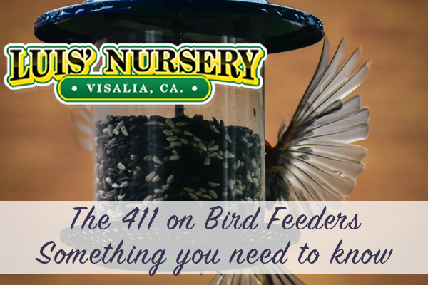 What to Know About Bird Feeders