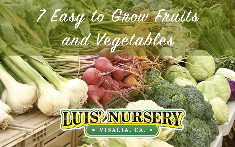 Easy to grow fruits and vegetables