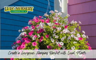 Create a Gorgeous Hanging Basket with Local Plants