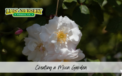 Creating a Moon Garden