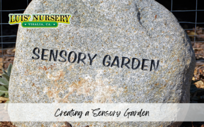Creating a Sensory Garden
