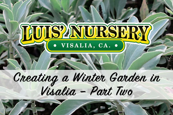 Create a Winter Garden In Visalia