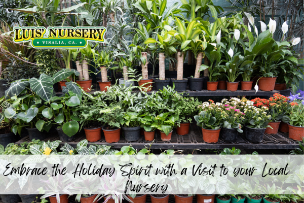 Embrace the Holiday Spirit with a Visit to your Local Nursery