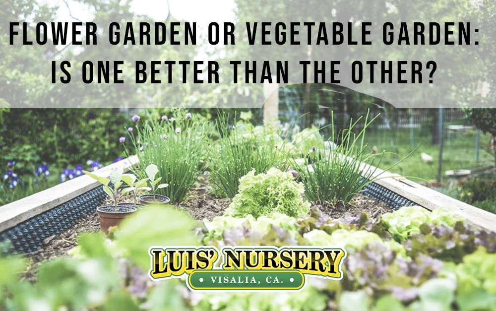 Which is Better, Flower or Vegetable Garden?