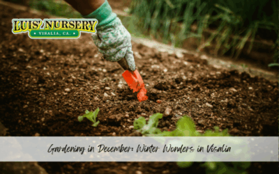Gardening in December: Winter Wonders in Visalia