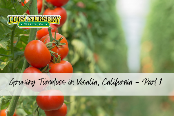 Growing Tomatoes in Visalia, California – Part 1