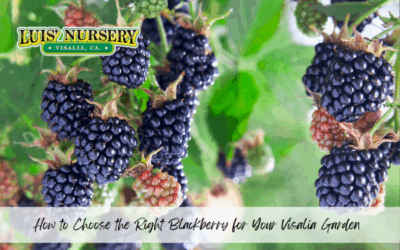 How to Choose the Right Blackberry for Your Visalia Garden
