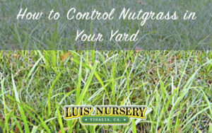 How to Control Nutgrass in Your Yard - Luis' Nursery | Visalia, California