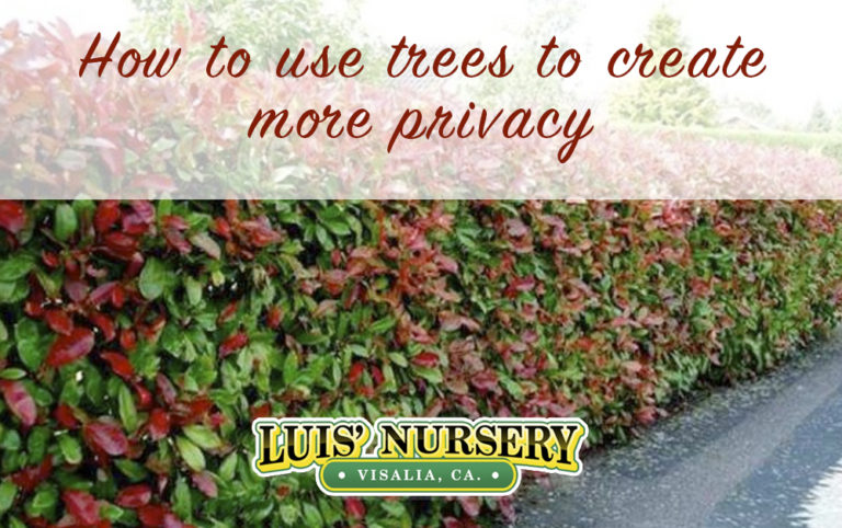 How to use trees to create more privacy - Luis' Nursery | Visalia ...