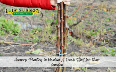 January Planting in Visalia: A Fresh Start for Your Garden