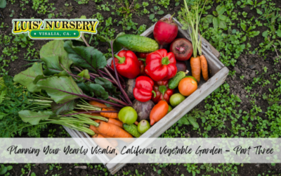 Planning Your Yearly Visalia, California Vegetable Garden – Part Three