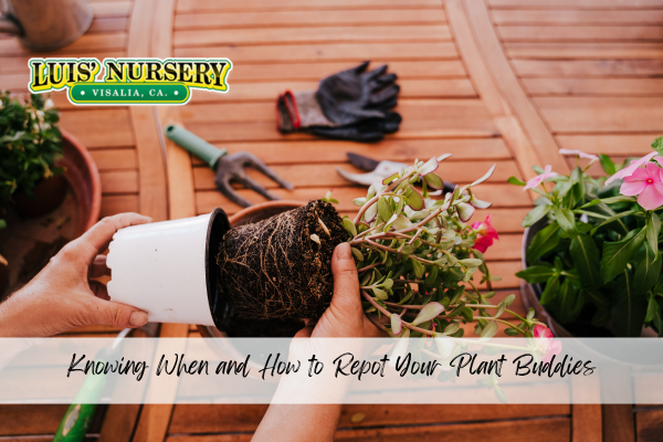 Knowing When and How to Repot Your Plant Buddies