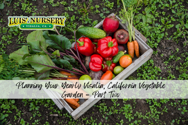 Planning Your Yearly Visalia, California Vegetable Garden – Part Two