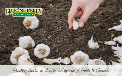 Planting Garlic in Visalia, California: A Guide to Success
