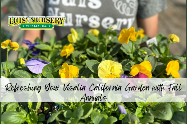 Refreshing Your Visalia California Garden with Fall Annuals